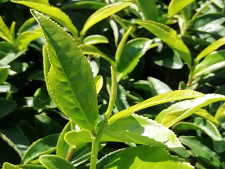 Vì sao thổ nhưỡng quan trọng đối với chất lượng bột matcha cao cấp?
